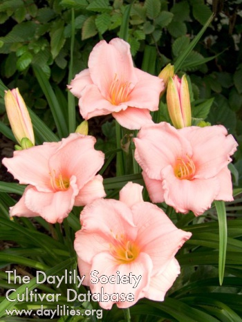 Daylily On and On